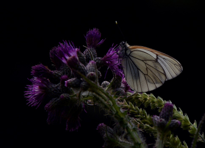 <i class='fa fa-user'></i>&nbsp;koekieman&nbsp;|  Groot Geaderd Witje&nbsp; <i class='fa fa-eye'>&nbsp;64</i> &nbsp;<i class='fa fa-thumbs-up'>&nbsp;2</i> &nbsp; <i class='fa fa-comment-o'>&nbsp;5</i>