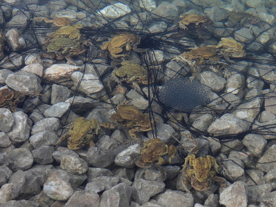 <i class='fa fa-user'></i>&nbsp;sieb&nbsp;|  Gewone Pad&nbsp; <i class='fa fa-eye'>&nbsp;94</i> &nbsp;<i class='fa fa-thumbs-up'>&nbsp;4</i> &nbsp; <i class='fa fa-comment-o'>&nbsp;3</i>