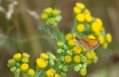 <i class='fa fa-user'></i>&nbsp;nelappelmelk&nbsp;|  Zwartsprietdikkopje&nbsp; <i class='fa fa-eye'>&nbsp;58</i> &nbsp;<i class='fa fa-thumbs-up'>&nbsp;4</i> &nbsp; <i class='fa fa-comment-o'>&nbsp;5</i>