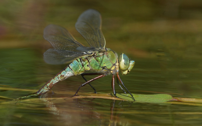 <i class='fa fa-user'></i>&nbsp;David Ruijs&nbsp;|  Grote Keizerlibel&nbsp; <i class='fa fa-eye'>&nbsp;76</i> &nbsp;<i class='fa fa-thumbs-up'>&nbsp;5</i> &nbsp; <i class='fa fa-comment-o'>&nbsp;6</i>