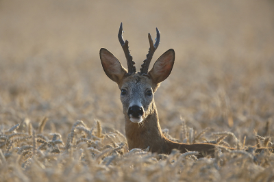 <i class='fa fa-user'></i>&nbsp;AlexRoetemeijer&nbsp;|  Ree&nbsp; <i class='fa fa-eye'>&nbsp;78</i> &nbsp;<i class='fa fa-thumbs-up'>&nbsp;4</i> &nbsp; <i class='fa fa-comment-o'>&nbsp;3</i>