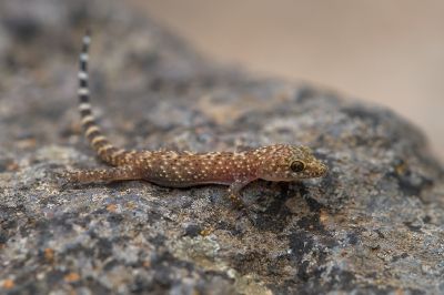 <i class='fa fa-user'></i>&nbsp;Willem Verhagen&nbsp;|  Europese Tjitjak&nbsp; <i class='fa fa-eye'>&nbsp;68</i> &nbsp;<i class='fa fa-thumbs-up'>&nbsp;1</i> &nbsp; <i class='fa fa-comment-o'>&nbsp;2</i>