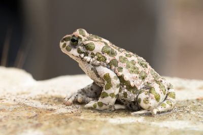 <i class='fa fa-user'></i>&nbsp;Willem Verhagen&nbsp;|  Groene Pad&nbsp; <i class='fa fa-eye'>&nbsp;115</i> &nbsp;<i class='fa fa-thumbs-up'>&nbsp;8</i> &nbsp; <i class='fa fa-comment-o'>&nbsp;8</i>