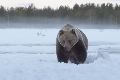 <i class='fa fa-user'></i>&nbsp;Luc Meert&nbsp;|  Bruine Beer&nbsp; <i class='fa fa-eye'>&nbsp;68</i> &nbsp;<i class='fa fa-thumbs-up'>&nbsp;4</i> &nbsp; <i class='fa fa-comment-o'>&nbsp;3</i>