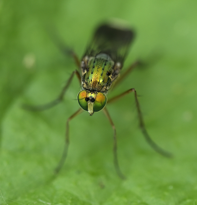 <i class='fa fa-user'></i>&nbsp;janvangastel&nbsp;|  Poecilobothrus nobilitatus&nbsp; <i class='fa fa-eye'>&nbsp;53</i> &nbsp;<i class='fa fa-thumbs-up'>&nbsp;6</i> &nbsp; <i class='fa fa-comment-o'>&nbsp;5</i>