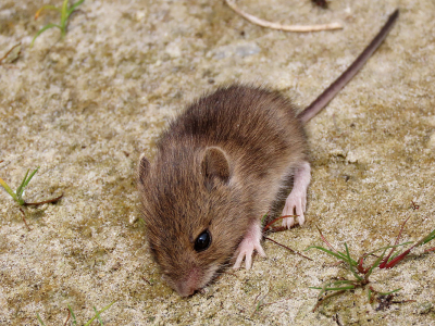 <i class='fa fa-user'></i>&nbsp;A. Soeting&nbsp;|  Bosmuis&nbsp; <i class='fa fa-eye'>&nbsp;73</i> &nbsp; <i class='fa fa-comment-o'>&nbsp;3</i>