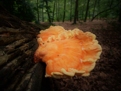 <i class='fa fa-user'></i>&nbsp;hesterb&nbsp;|  Zwavelzwam&nbsp; <i class='fa fa-eye'>&nbsp;86</i> &nbsp;<i class='fa fa-thumbs-up'>&nbsp;4</i> &nbsp; <i class='fa fa-comment-o'>&nbsp;4</i>