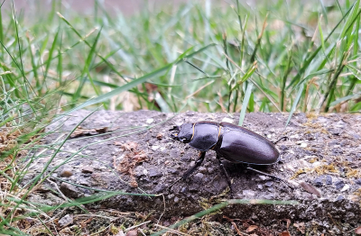 <i class='fa fa-user'></i>&nbsp;nelappelmelk&nbsp;|  Vliegend Hert&nbsp; <i class='fa fa-eye'>&nbsp;63</i> &nbsp; <i class='fa fa-comment-o'>&nbsp;0</i>