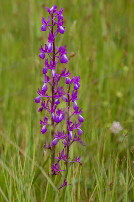 <i class='fa fa-user'></i>&nbsp;Willem Verhagen&nbsp;|  IJle Orchis&nbsp; <i class='fa fa-eye'>&nbsp;63</i> &nbsp; <i class='fa fa-comment-o'>&nbsp;1</i>