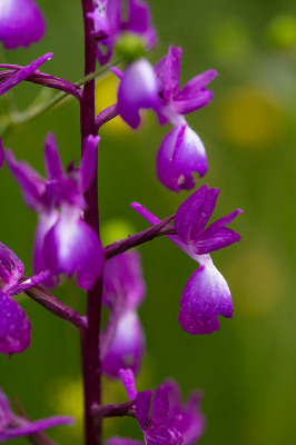 <i class='fa fa-user'></i>&nbsp;Willem Verhagen&nbsp;|  IJle Orchis&nbsp; <i class='fa fa-eye'>&nbsp;61</i> &nbsp; <i class='fa fa-comment-o'>&nbsp;0</i>