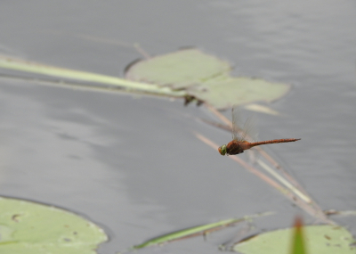 <i class='fa fa-user'></i>&nbsp;Jovanzo&nbsp;|  Vroege Glazenmaker&nbsp; <i class='fa fa-eye'>&nbsp;68</i> &nbsp;<i class='fa fa-thumbs-up'>&nbsp;3</i> &nbsp; <i class='fa fa-comment-o'>&nbsp;3</i>