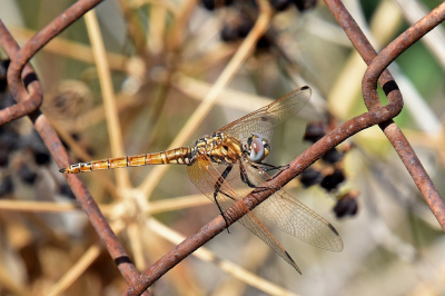 <i class='fa fa-user'></i>&nbsp;kooyammers&nbsp;|  Purperlibel&nbsp; <i class='fa fa-eye'>&nbsp;52</i> &nbsp;<i class='fa fa-thumbs-up'>&nbsp;1</i> &nbsp; <i class='fa fa-comment-o'>&nbsp;1</i>