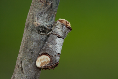 <i class='fa fa-user'></i>&nbsp;Adri Gr Nuelend&nbsp;|  Wapendrager&nbsp; <i class='fa fa-eye'>&nbsp;134</i> &nbsp;<i class='fa fa-thumbs-up'>&nbsp;2</i> &nbsp; <i class='fa fa-comment-o'>&nbsp;7</i>