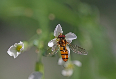 <i class='fa fa-user'></i>&nbsp;Cor&nbsp;|  Snorzweefvlieg&nbsp; <i class='fa fa-eye'>&nbsp;59</i> &nbsp;<i class='fa fa-thumbs-up'>&nbsp;3</i> &nbsp; <i class='fa fa-comment-o'>&nbsp;3</i>