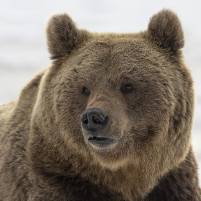 <i class='fa fa-user'></i>&nbsp;Luc Meert&nbsp;|  Bruine Beer&nbsp; <i class='fa fa-eye'>&nbsp;99</i> &nbsp;<i class='fa fa-thumbs-up'>&nbsp;3</i> &nbsp; <i class='fa fa-comment-o'>&nbsp;2</i>