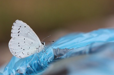 <i class='fa fa-user'></i>&nbsp;Paul Vandebroek&nbsp;|  Boomblauwtje&nbsp; <i class='fa fa-eye'>&nbsp;100</i> &nbsp;<i class='fa fa-thumbs-up'>&nbsp;6</i> &nbsp; <i class='fa fa-comment-o'>&nbsp;6</i>