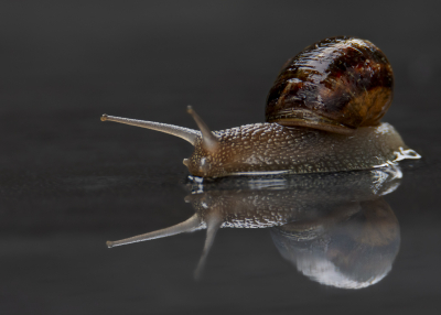 <i class='fa fa-user'></i>&nbsp;ErnovanDoorn&nbsp;|  Segrijnslak&nbsp; <i class='fa fa-eye'>&nbsp;113</i> &nbsp;<i class='fa fa-thumbs-up'>&nbsp;7</i> &nbsp; <i class='fa fa-comment-o'>&nbsp;7</i>