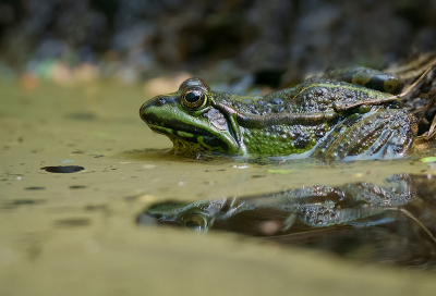 <i class='fa fa-user'></i>&nbsp;Jurgen Maassen&nbsp;|  Groene Kikker sp.&nbsp; <i class='fa fa-eye'>&nbsp;61</i> &nbsp;<i class='fa fa-thumbs-up'>&nbsp;2</i> &nbsp; <i class='fa fa-comment-o'>&nbsp;5</i>