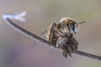 <i class='fa fa-user'></i>&nbsp;Johan van Gurp&nbsp;|  Pluimvoetbij&nbsp; <i class='fa fa-eye'>&nbsp;128</i> &nbsp;<i class='fa fa-thumbs-up'>&nbsp;12</i> &nbsp; <i class='fa fa-comment-o'>&nbsp;7</i>
