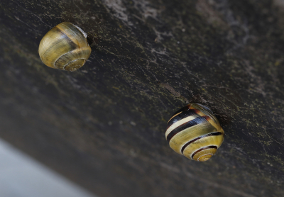 <i class='fa fa-user'></i>&nbsp;Ad Sprang&nbsp;|  Zwartgerande Tuinslak&nbsp; <i class='fa fa-eye'>&nbsp;47</i> &nbsp; <i class='fa fa-comment-o'>&nbsp;1</i>