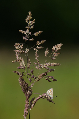 <i class='fa fa-user'></i>&nbsp;David Ruijs&nbsp;|  Icarusblauwtje&nbsp; <i class='fa fa-eye'>&nbsp;73</i> &nbsp; <i class='fa fa-comment-o'>&nbsp;1</i>