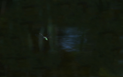 <i class='fa fa-user'></i>&nbsp;David Ruijs&nbsp;|  Smaragdlibel&nbsp; <i class='fa fa-eye'>&nbsp;117</i> &nbsp;<i class='fa fa-thumbs-up'>&nbsp;4</i> &nbsp; <i class='fa fa-comment-o'>&nbsp;8</i>