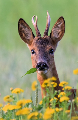 <i class='fa fa-user'></i>&nbsp;robert-jan&nbsp;|  Ree&nbsp; <i class='fa fa-eye'>&nbsp;85</i> &nbsp;<i class='fa fa-thumbs-up'>&nbsp;3</i> &nbsp; <i class='fa fa-comment-o'>&nbsp;2</i>