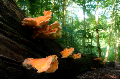 <i class='fa fa-user'></i>&nbsp;hesterb&nbsp;|  Zwavelzwam&nbsp; <i class='fa fa-eye'>&nbsp;68</i> &nbsp; <i class='fa fa-comment-o'>&nbsp;3</i>