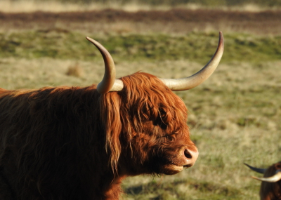 <i class='fa fa-user'></i>&nbsp;Jovanzo&nbsp;|  Schotse Hooglander&nbsp; <i class='fa fa-eye'>&nbsp;72</i> &nbsp;<i class='fa fa-thumbs-up'>&nbsp;1</i> &nbsp; <i class='fa fa-comment-o'>&nbsp;5</i>