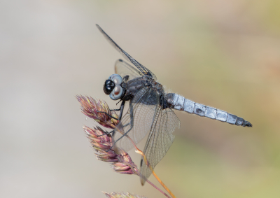 <i class='fa fa-user'></i>&nbsp;Marie-Jos� Boon&nbsp;|  Bruine Korenbout&nbsp; <i class='fa fa-eye'>&nbsp;98</i> &nbsp;<i class='fa fa-thumbs-up'>&nbsp;10</i> &nbsp; <i class='fa fa-comment-o'>&nbsp;6</i>