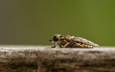 <i class='fa fa-user'></i>&nbsp;ErnovanDoorn&nbsp;|  Grijze Runderdaas&nbsp; <i class='fa fa-eye'>&nbsp;54</i> &nbsp;<i class='fa fa-thumbs-up'>&nbsp;3</i> &nbsp; <i class='fa fa-comment-o'>&nbsp;3</i>