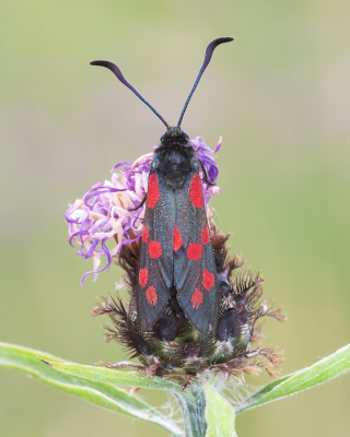 <i class='fa fa-user'></i>&nbsp;Johan van Gurp&nbsp;|  Sint-jansvlinder&nbsp; <i class='fa fa-eye'>&nbsp;57</i> &nbsp;<i class='fa fa-thumbs-up'>&nbsp;1</i> &nbsp; <i class='fa fa-comment-o'>&nbsp;1</i>