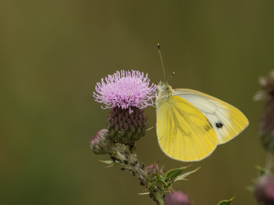 <i class='fa fa-user'></i>&nbsp;Truus Aletta Maan&nbsp;|  Klein Geaderd Witje&nbsp; <i class='fa fa-eye'>&nbsp;66</i> &nbsp;<i class='fa fa-thumbs-up'>&nbsp;2</i> &nbsp; <i class='fa fa-comment-o'>&nbsp;4</i>