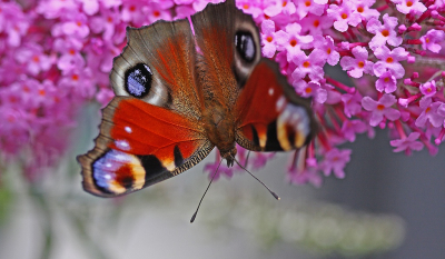 <i class='fa fa-user'></i>&nbsp;Cor&nbsp;|  Dagpauwoog&nbsp; <i class='fa fa-eye'>&nbsp;62</i> &nbsp;<i class='fa fa-thumbs-up'>&nbsp;2</i> &nbsp; <i class='fa fa-comment-o'>&nbsp;5</i>