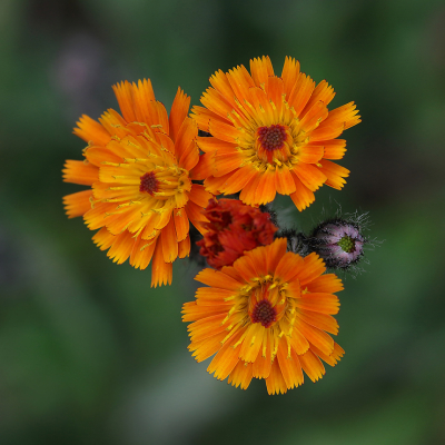 <i class='fa fa-user'></i> Ad Sprang | Oranje Havikskruid  <i class='fa fa-eye'> 60</i>  <i class='fa fa-thumbs-up'> 2</i>   <i class='fa fa-comment-o'> 6</i>