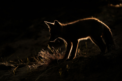 <i class='fa fa-user'></i>&nbsp;Patrick Blom&nbsp;|  Vos&nbsp; <i class='fa fa-eye'>&nbsp;150</i> &nbsp;<i class='fa fa-thumbs-up'>&nbsp;23</i> &nbsp; <i class='fa fa-comment-o'>&nbsp;9</i>