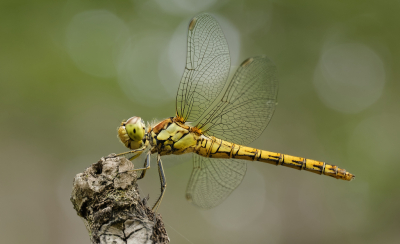 <i class='fa fa-user'></i>&nbsp;janvangastel&nbsp;|  Bruinrode Heidelibel&nbsp; <i class='fa fa-eye'>&nbsp;50</i> &nbsp;<i class='fa fa-thumbs-up'>&nbsp;1</i> &nbsp; <i class='fa fa-comment-o'>&nbsp;1</i>