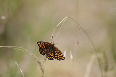 <i class='fa fa-user'></i>&nbsp;KrisvdWijk&nbsp;|  Bosparelmoervlinder&nbsp; <i class='fa fa-eye'>&nbsp;77</i> &nbsp;<i class='fa fa-thumbs-up'>&nbsp;1</i> &nbsp; <i class='fa fa-comment-o'>&nbsp;2</i>