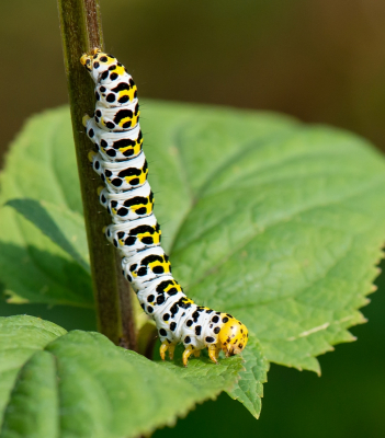 <i class='fa fa-user'></i>&nbsp;pietwil&nbsp;|  Helmkruidvlinder&nbsp; <i class='fa fa-eye'>&nbsp;71</i> &nbsp;<i class='fa fa-thumbs-up'>&nbsp;1</i> &nbsp; <i class='fa fa-comment-o'>&nbsp;7</i>