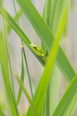 <i class='fa fa-user'></i>&nbsp;Willem Verhagen&nbsp;|  Oostelijke Boomkikker&nbsp; <i class='fa fa-eye'>&nbsp;99</i> &nbsp;<i class='fa fa-thumbs-up'>&nbsp;1</i> &nbsp; <i class='fa fa-comment-o'>&nbsp;3</i>