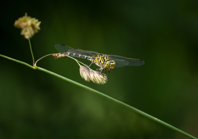 <i class='fa fa-user'></i>&nbsp;Jurgen Maassen&nbsp;|  Kleine Tanglibel&nbsp; <i class='fa fa-eye'>&nbsp;96</i> &nbsp;<i class='fa fa-thumbs-up'>&nbsp;4</i> &nbsp; <i class='fa fa-comment-o'>&nbsp;4</i>