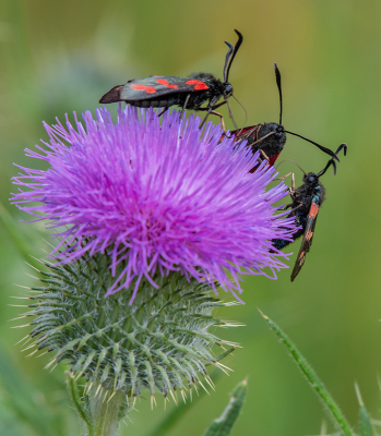 <i class='fa fa-user'></i>&nbsp;Eef Kieft&nbsp;|  Sint-jansvlinder&nbsp; <i class='fa fa-eye'>&nbsp;73</i> &nbsp; <i class='fa fa-comment-o'>&nbsp;1</i>