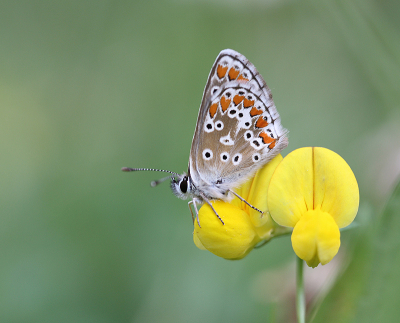 <i class='fa fa-user'></i>&nbsp;Paul Vandebroek&nbsp;|  Bruin Blauwtje&nbsp; <i class='fa fa-eye'>&nbsp;78</i> &nbsp;<i class='fa fa-thumbs-up'>&nbsp;5</i> &nbsp; <i class='fa fa-comment-o'>&nbsp;4</i>