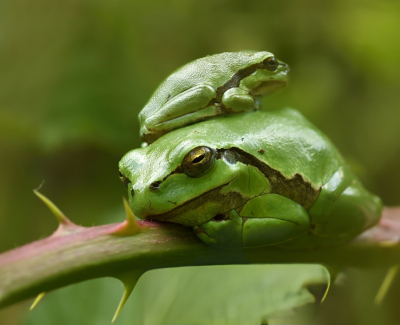 <i class='fa fa-user'></i>&nbsp;Arne Bakker&nbsp;|  Europese Boomkikker&nbsp; <i class='fa fa-eye'>&nbsp;140</i> &nbsp;<i class='fa fa-thumbs-up'>&nbsp;10</i> &nbsp; <i class='fa fa-comment-o'>&nbsp;10</i>