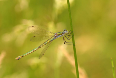 <i class='fa fa-user'></i>&nbsp;Jelle Bakker&nbsp;|  Gewone Pantserjuffer&nbsp; <i class='fa fa-eye'>&nbsp;70</i> &nbsp;<i class='fa fa-thumbs-up'>&nbsp;4</i> &nbsp; <i class='fa fa-comment-o'>&nbsp;3</i>