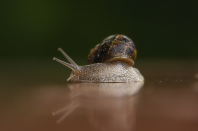 <i class='fa fa-user'></i>&nbsp;ErnovanDoorn&nbsp;|  Segrijnslak&nbsp; <i class='fa fa-eye'>&nbsp;73</i> &nbsp;<i class='fa fa-thumbs-up'>&nbsp;1</i> &nbsp; <i class='fa fa-comment-o'>&nbsp;2</i>