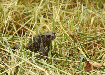 <i class='fa fa-user'></i>&nbsp;Jovanzo&nbsp;|  Gewone pad&nbsp; <i class='fa fa-eye'>&nbsp;66</i> &nbsp;<i class='fa fa-thumbs-up'>&nbsp;2</i> &nbsp; <i class='fa fa-comment-o'>&nbsp;3</i>