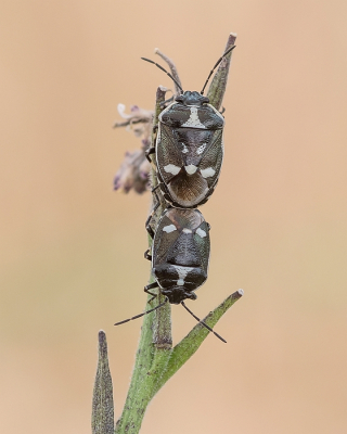 <i class='fa fa-user'></i>&nbsp;Johan van Gurp&nbsp;|  Koolschildwants&nbsp; <i class='fa fa-eye'>&nbsp;74</i> &nbsp;<i class='fa fa-thumbs-up'>&nbsp;4</i> &nbsp; <i class='fa fa-comment-o'>&nbsp;5</i>