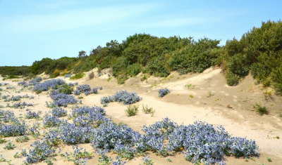 <i class='fa fa-user'></i>&nbsp;B.M.Schouten-Ruis&nbsp;|  Duinen bij Hoek van Holland&nbsp; <i class='fa fa-eye'>&nbsp;101</i> &nbsp;<i class='fa fa-thumbs-up'>&nbsp;4</i> &nbsp; <i class='fa fa-comment-o'>&nbsp;5</i>