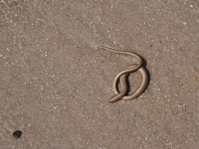 <i class='fa fa-user'></i>&nbsp;susan meijnders&nbsp;|  Hazelworm&nbsp; <i class='fa fa-eye'>&nbsp;111</i> &nbsp; <i class='fa fa-comment-o'>&nbsp;5</i>